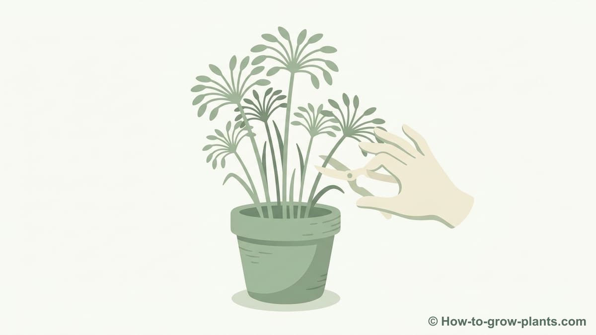 Illustration étape 1 : La méthode de bouturage du papyrus Illustration étape 1 : La méthode de bouturage du papyrus