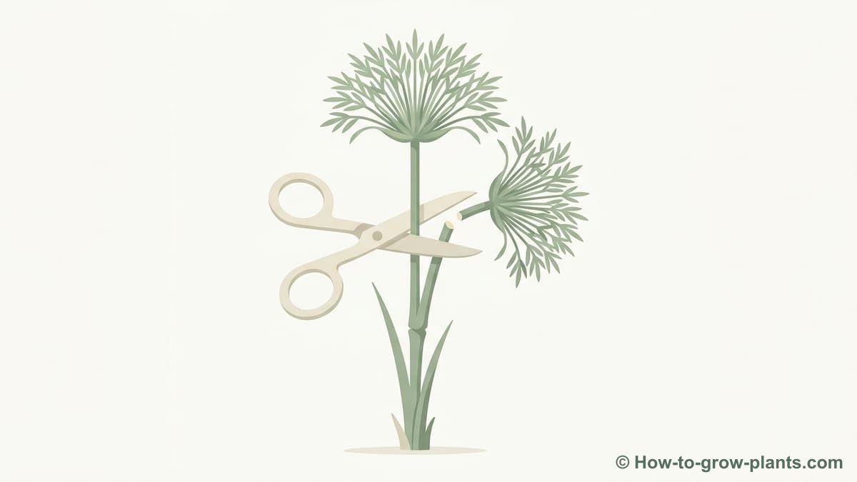 Illustration étape 2 : Couper les tiges de papyrus