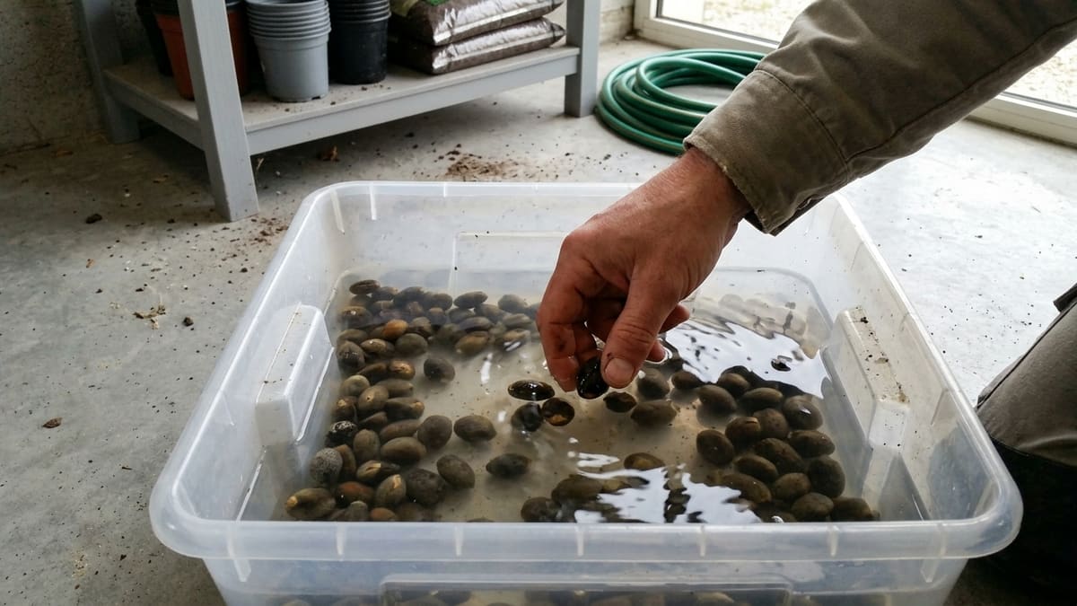 Cleaned and soaked palm tree seeds, ready for germination