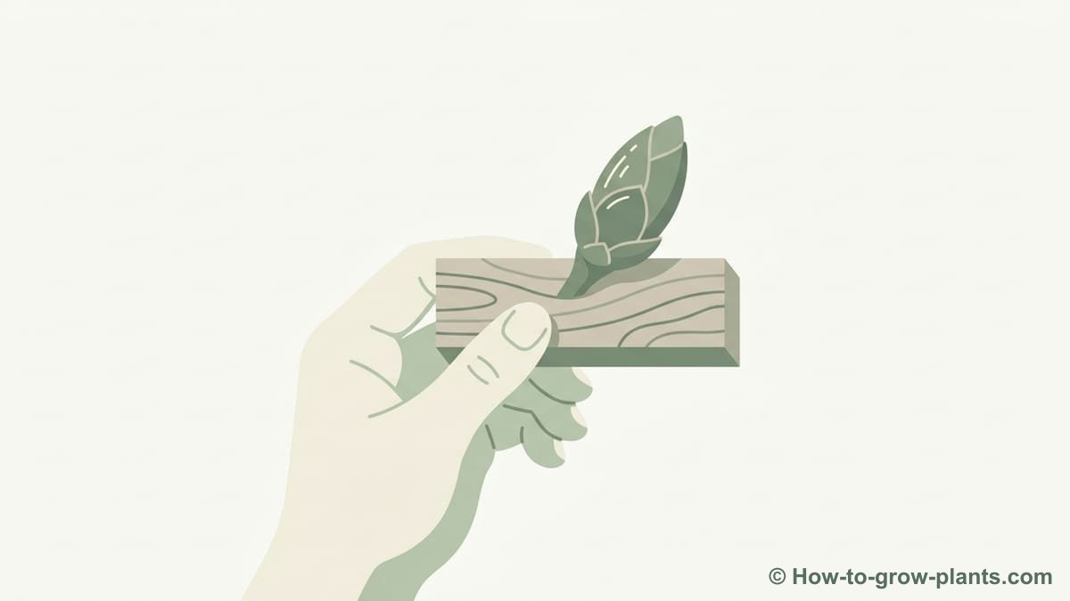 Illustration: What is chip budding and its specificities compared to other bud grafts? Illustration: What is chip budding and its specificities compared to other bud grafts?