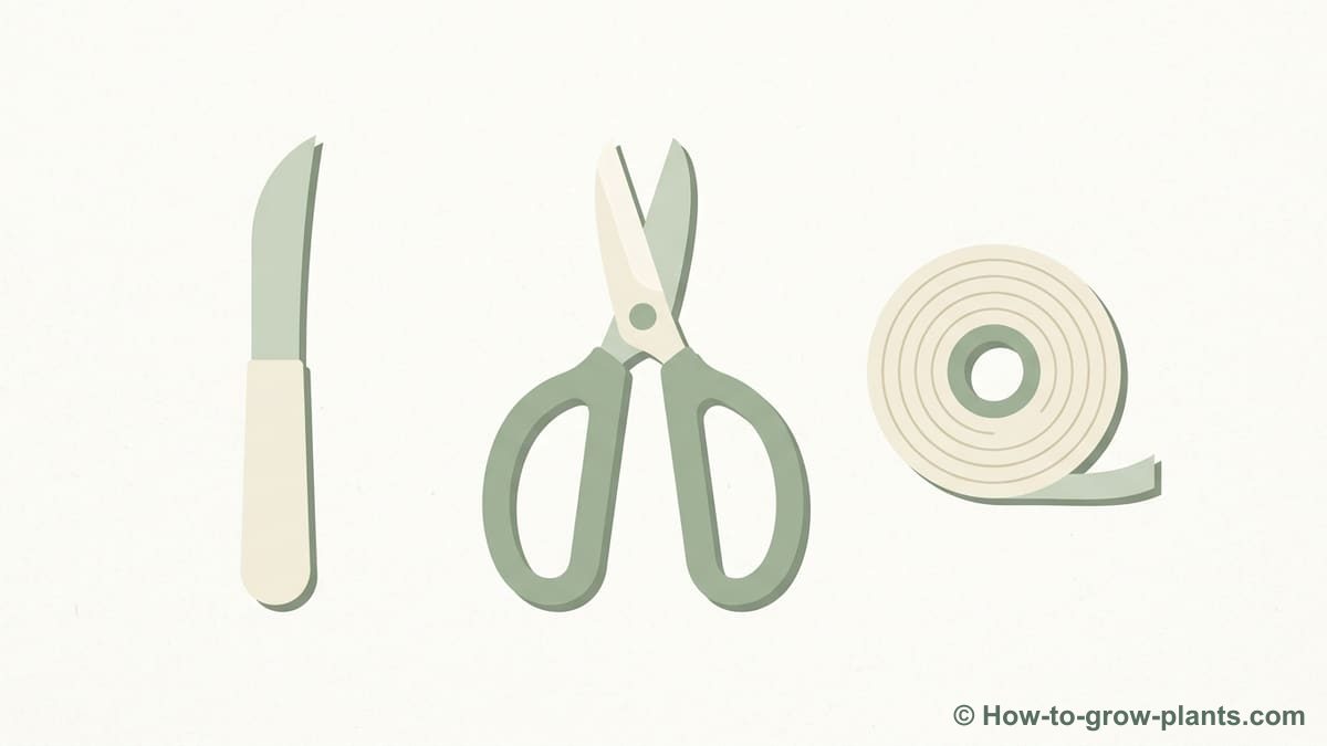 Illustration: What material is needed to perform chip budding? Illustration: What material is needed to perform chip budding?
