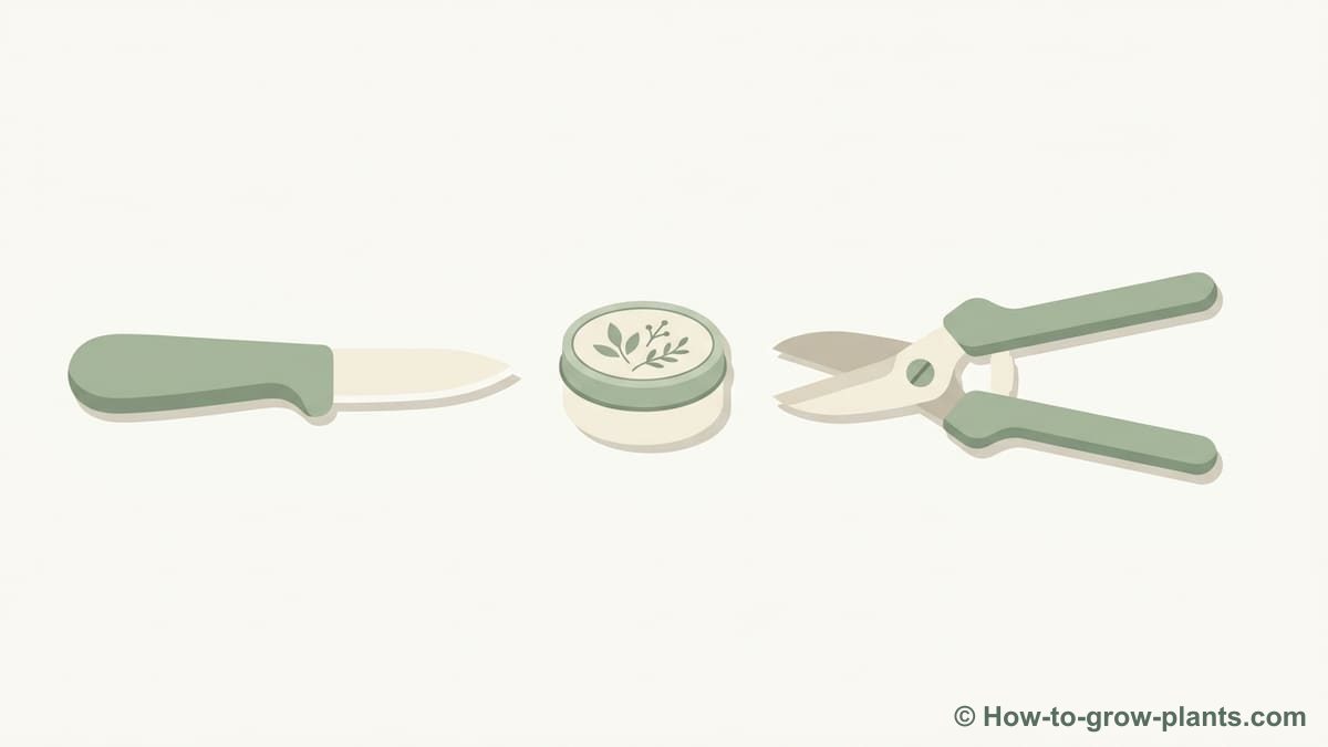 Illustration : Quels outils et matériaux sont nécessaires pour la greffe en couronne ?