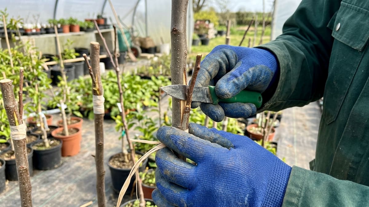 Un gros plan d'un jardinier effectuant une greffe en fente sur un porte-greffe de prunier, alignant soigneusement le greffon.
