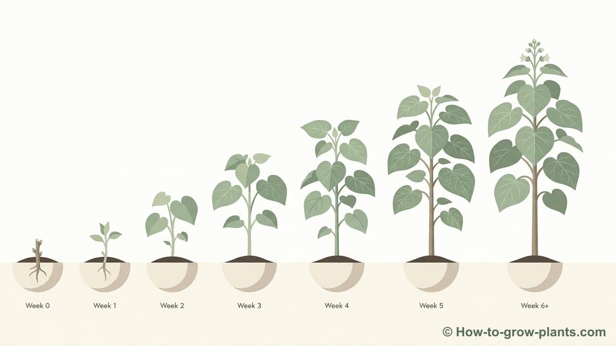 Illustration : Chronologie de croissance et résultats attendus pour le Paulownia à partir de boutures de racines